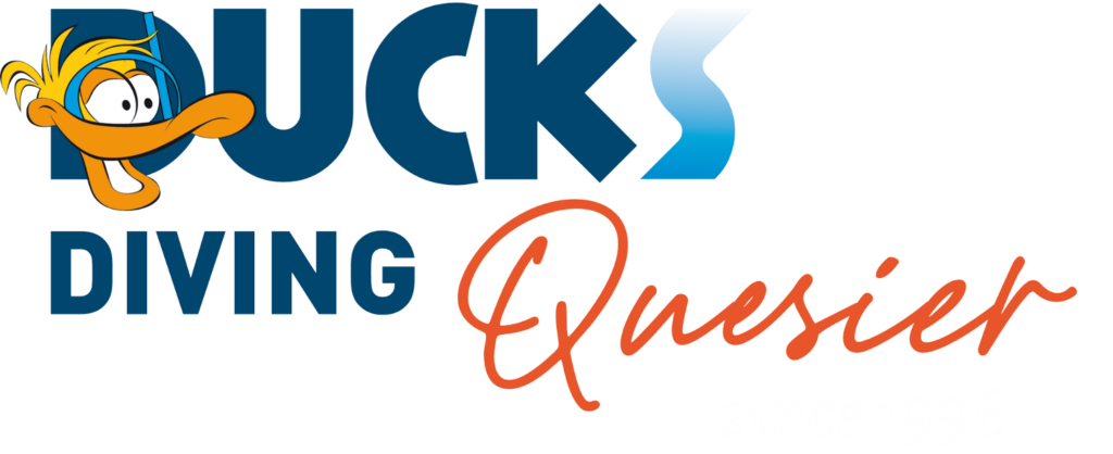 DucksDiving